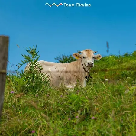 Maison Ro, Terremarine * Vezzola