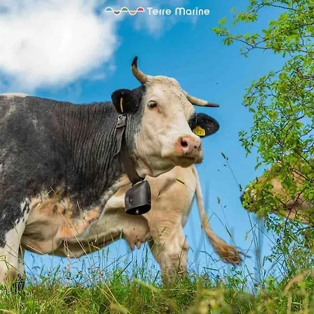 Maison Ro, Terremarine