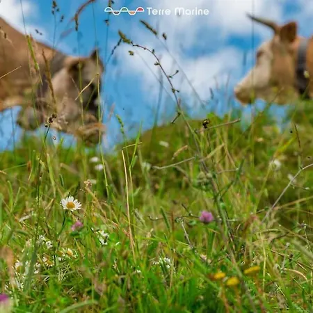 Maison Ro, Terremarine 빌라 *